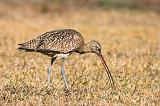 Long-billed Curlew_37288